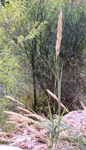 Image result for Juncaceae