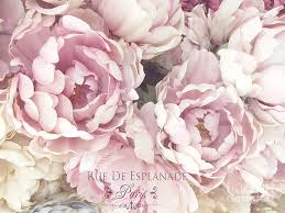 Enjoy a magnificent bouquet of coral peonies at home! Blush Pink Peony Flowers Pink Blush French Peony Romantic Floral Watercolor French Script Photograph By Kathy Fornal