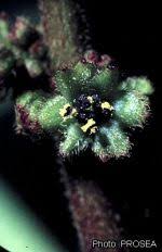 Image result for Brucea antidysenterica