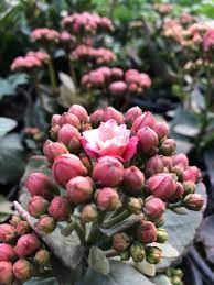 Nursery Near Me Nursery Near Me Succulents Plants