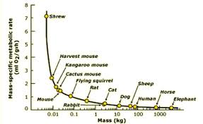 What Is Basal Metabolic Rate Calculation Overview