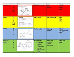 Biomolecules Chart Worksheets Teaching Resources Tpt