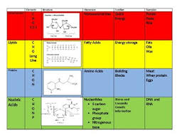 biomolecule chart