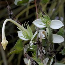 Image result for Petalidium bracteatum