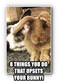 8 Things You Do That Upsets Your Bunny Pet Rabbit Care Flemish Giant Rabbit Pet Rabbit