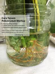 2 cara menanam lidah buaya. Kenapa Pokok Lidah Mertua Tiba Tiba Viral Dulu Tak Pandang Pun Blog Sihatimerahjambu