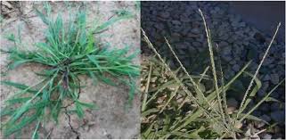 Image result for Digitaria angolensis