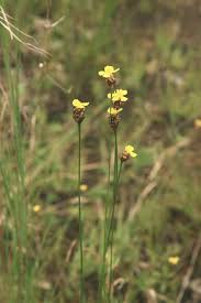 Image result for Xyris obscura