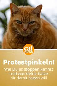 Katzenpsychologie Grunde Fur Protestpinkeln Erkennen Cat News Net Katzen Katze Pinkelt Katzen Korpersprache