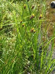 Image result for Xyris straminea