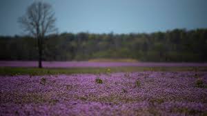 Maybe you would like to learn more about one of these? What Are Those Purple Flowers We See Across Area Fields And Yards
