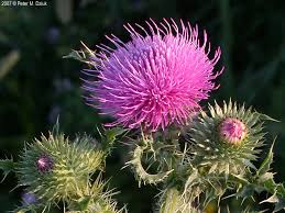 Image result for Carduus