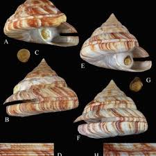 Image result for Anisopappus paucidentatus