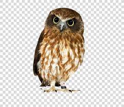 Owl Hawk Strix Newarensis Falcon Our Feathered Friends Owl Png Owl Barn Owl Beak Bird Bird Of Prey Owl Png Barn Owl Owl