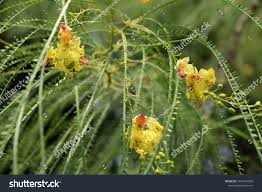 Image result for Parkinsonia aculeata