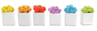 How often to water and fertilize: Add Sparkle To Any Interior Space With Unique Colorful Cacti From Costa Farms