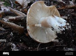 Image result for Russula compacta