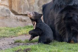 Shaggy, dusty, and unkempt, the reclusive sloth bear makes its home in the forests of south asia. A Spring Outing For The Sloth Bears Zoo Berlin