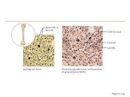 Find the perfect bone cross section stock photos and editorial news pictures from getty images. Connective Tissue Ppt Video Online Download