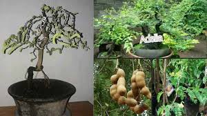 Bonsai Asem Jawa Jenis Cara Membuat Dan Harga Ayo Budidaya