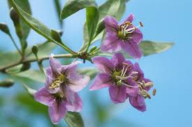 Image result for Lycium