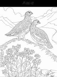 State Flower And State Bird Coloring Page Bird Coloring Pages Animal Coloring Pages Coloring Pages