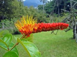 Image result for Combretum falcatum