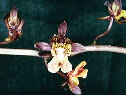 Image result for Oeceoclades saundersiana