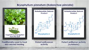 Image result for Bryophyllum