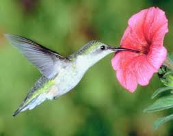 Attract hummingbirds by strategically placing certain flowers, plants & trees around your garden & hummingbird feeder. Plants That Attract Hummingbirds How To Attract Hummingbirds Humming Bird Feeders Flowers That Attract Hummingbirds