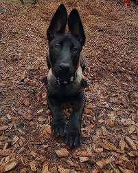 Getting a belgian malinois and a cat to get along will be difficult. A Woman Revealed It Took Days To Get Her 17 Cats And Dogs To Pose Together For A Picture The Best Of Belgian Mal Malinois Dog Malinois Puppies Belgian Malinois