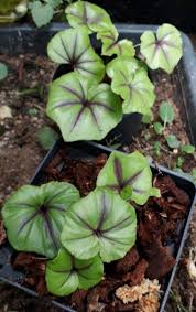 Image result for Nervilia