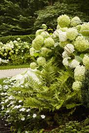 Annabelle Hydrangeas Bloom In A Garden By Howard Design Studio Hydrangea Bloom Annabelle Hydrangea Hydrangea Not Blooming
