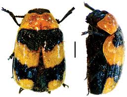 Image result for Sida hoepfneri