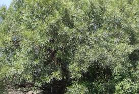 Image result for Pavetta mocambicensis