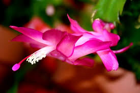 This post may have affiliate links. Cactus Herbe Rowe