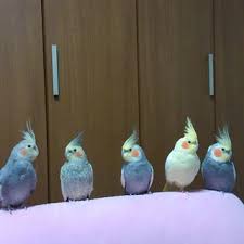 千葉県が募集対象 オカメインコ を含む すべてのペット里親募集情報 期限順 ペットのおうち 月間利用者150万人