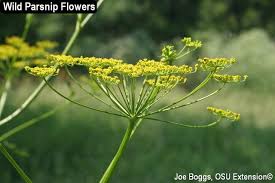 Alexander's floral designs offers complete floral services for your personal, client and office needs. Two Invasive Plants In Ohio Can Kill You Or Make You Wish You Were Dead