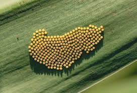 Butterfly Lifecycle Eggs Butterfly Eggs Butterfly Garden