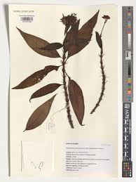 Image result for Pentas schimperi