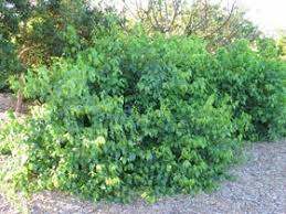 Image result for Colubrina asiatica