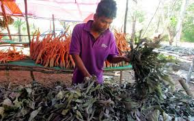 Struktur daunnya hampir menyamai daun bunga kenanga hutan. Tongkat Ali Kacip Fatimah Kini Tak Laku Kata Orang Asli Free Malaysia Today Fmt