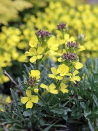 We did not find results for: Stauden Stade Versand Shop Erysimum Pulchellum Turkischer Bazar Schoterich Goldlack Hier Bestellen