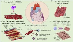 Maybe you would like to learn more about one of these? Pluripotent Stem Cell Derived Cardiomyocytes As A Platform For Cell Therapy Applications Progress And Hurdles For Clinical Translation Molecular Therapy
