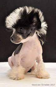 Cat Grooming Jacksonville Fl Cat Dyi Kitty Party Games Gorgeous Cats Cute Baby Animals Chinese Crested Puppy Baby Animals