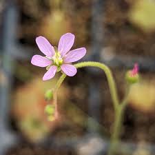 Image result for Drosera dielsiana