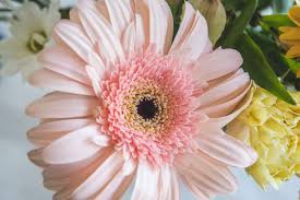 Maybe you would like to learn more about one of these? 5 Flowers That Are Safe For Cats The Catnip Times