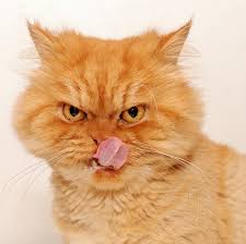 Kizgin Kedi Leon