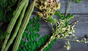 Image result for Moringa