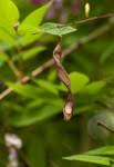 Image result for Millettia usaramensis